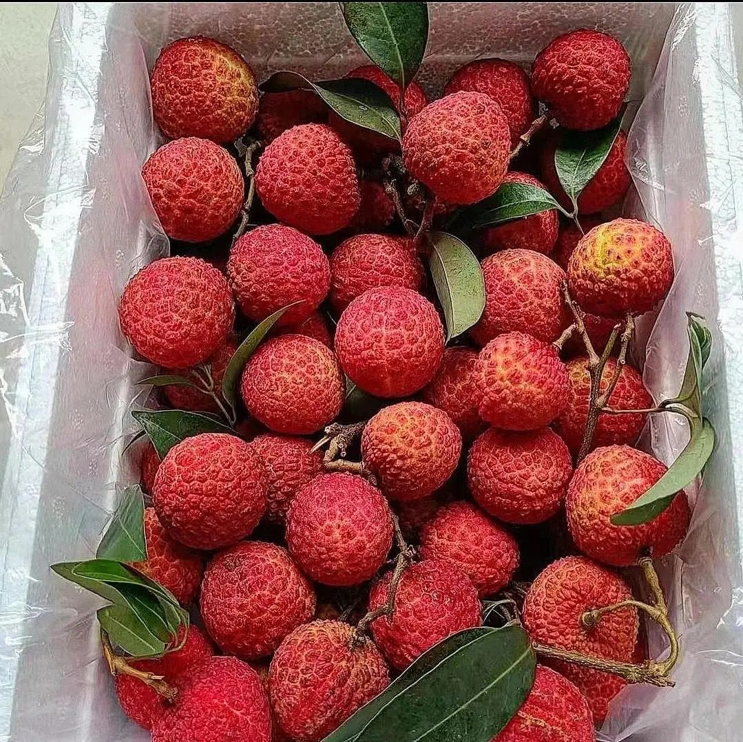 বোম্বাই লিচু