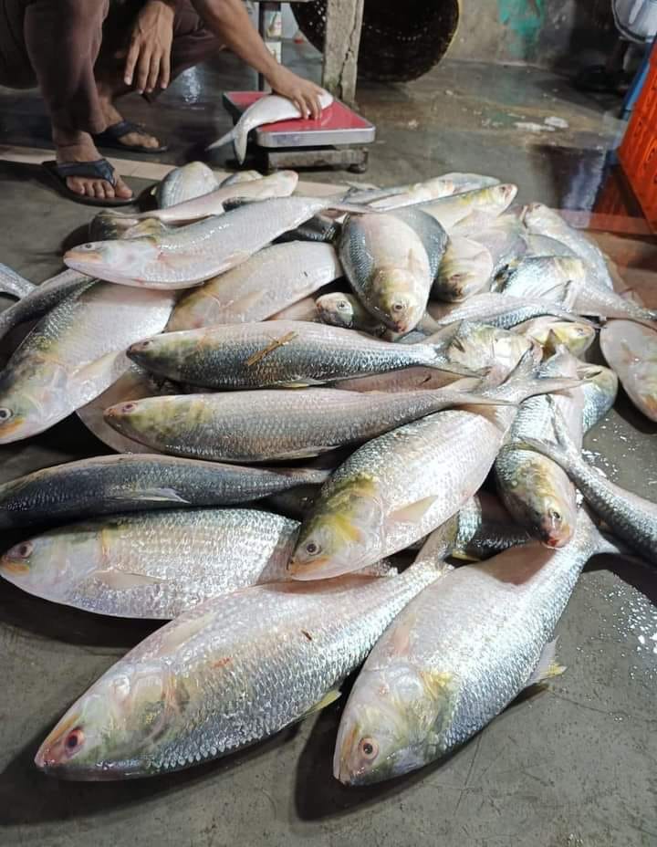 পদ্মা নদীর ইলিশ