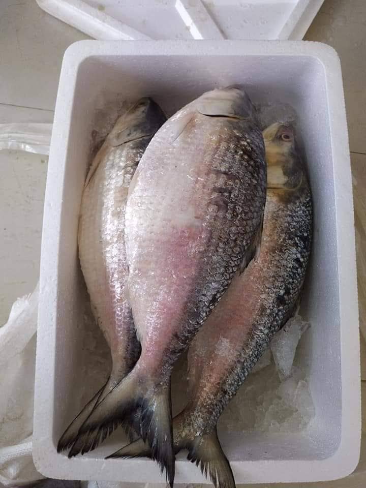 পদ্মা নদীর ইলিশ  তিন পিস তিন কেজি