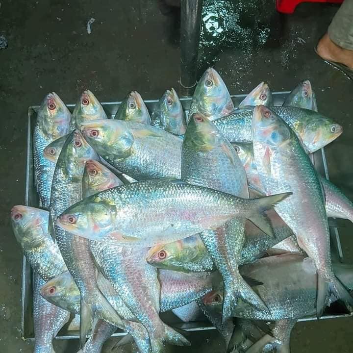 ইলিশ মাছে চার পিস ৪ কেজি।